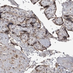 C8orf58 Antibody, Novus Biologicals 0.1mL; Unlabeled:Antibodies, Polyclonal
